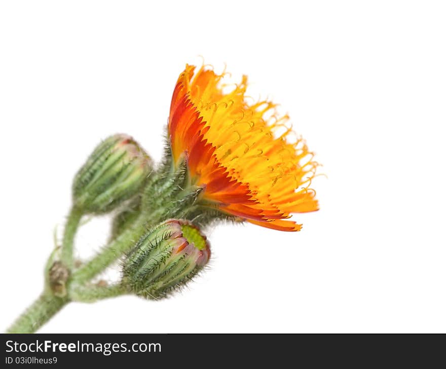 Orange flower