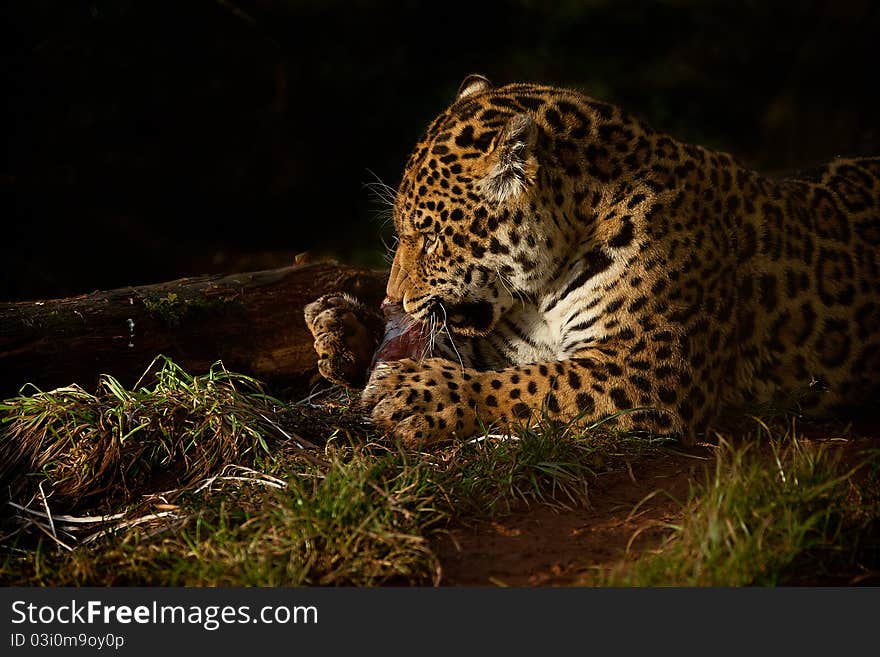 Jaguar eating in warm evening light with a dark background. Jaguar eating in warm evening light with a dark background