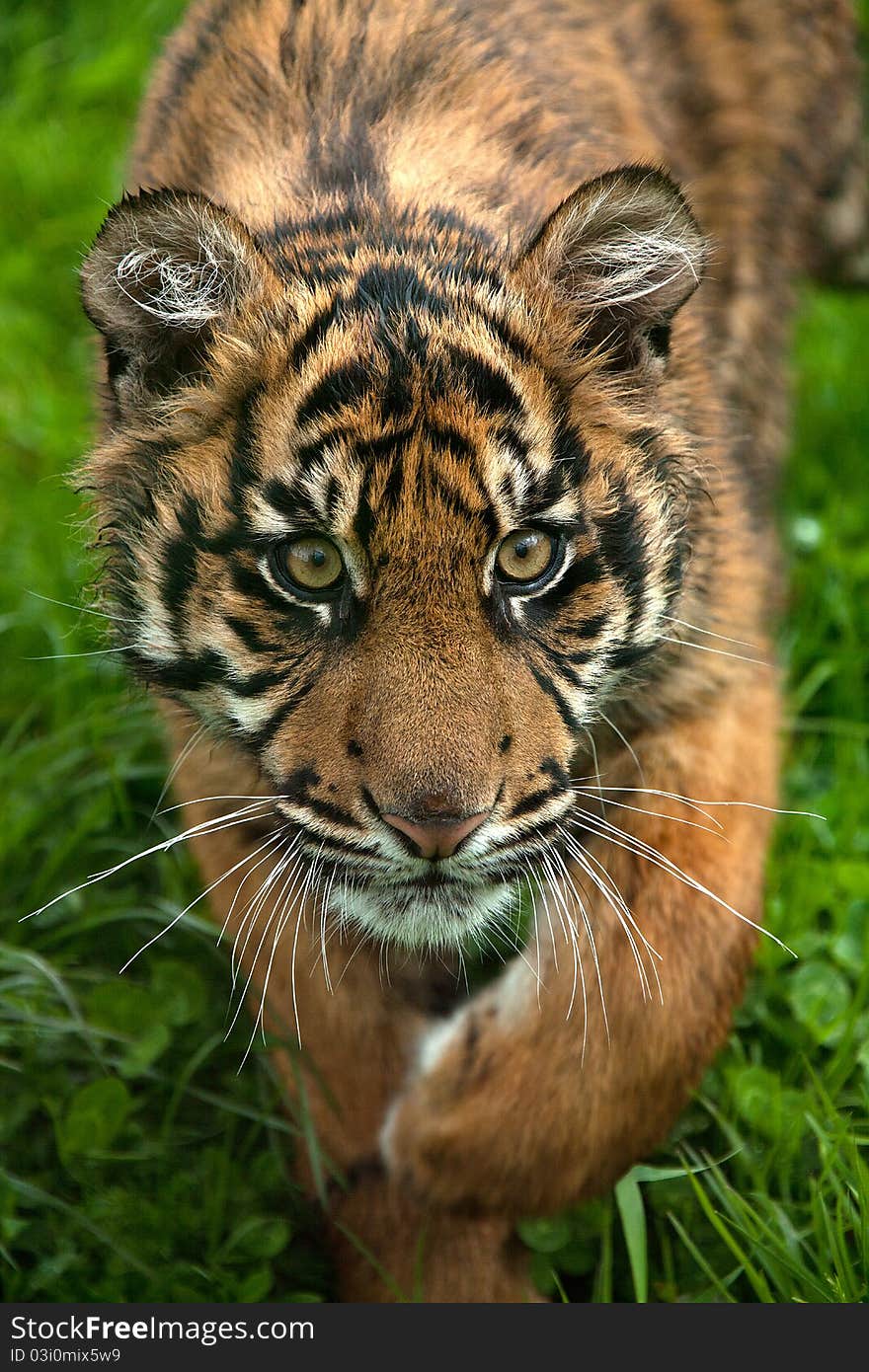 A young sumatran tiger cub approching the viewer with strong eye contact. A young sumatran tiger cub approching the viewer with strong eye contact