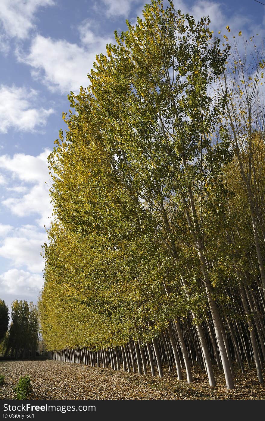 A poplar forest in Fuente Vaqueros, Granada, Spain