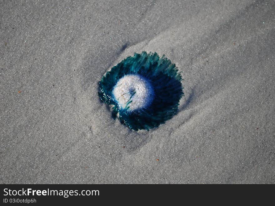 Blue jellyfish on the beach