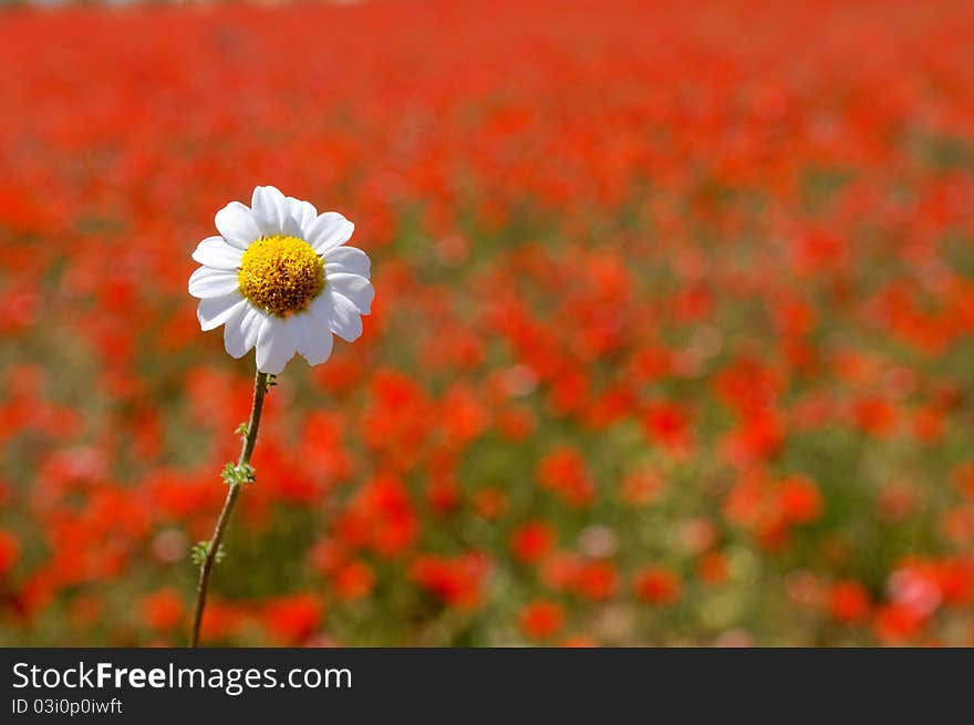 A little daisy in a poppy field. A little daisy in a poppy field