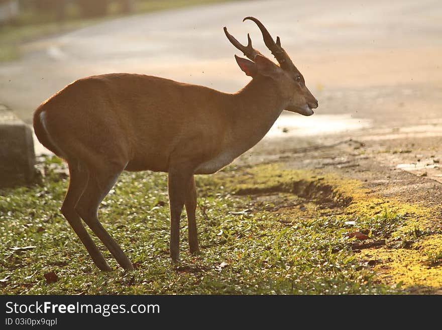 Brown deer