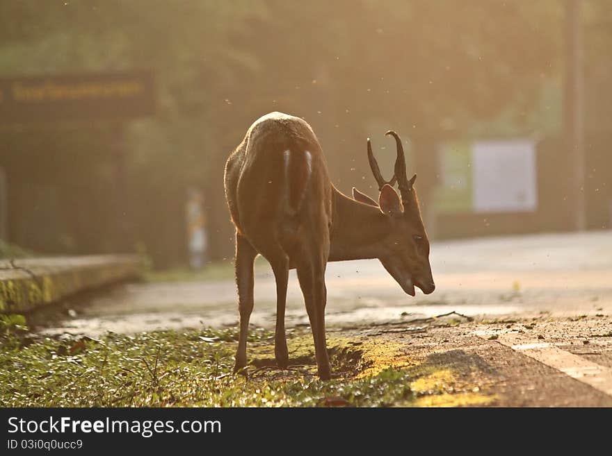 Brown deer