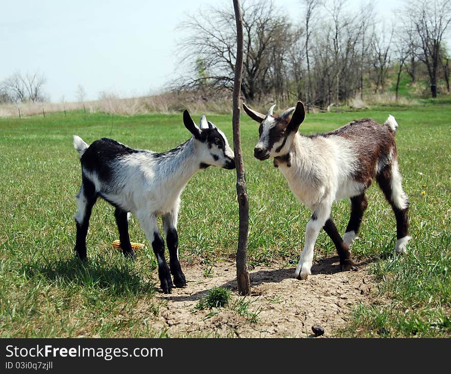 Two baby goats