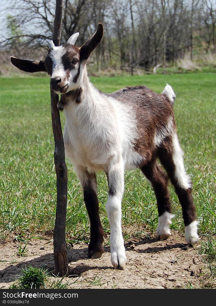 Brown and white baby goat or kid resting against a sapling tree in the meadows. Brown and white baby goat or kid resting against a sapling tree in the meadows