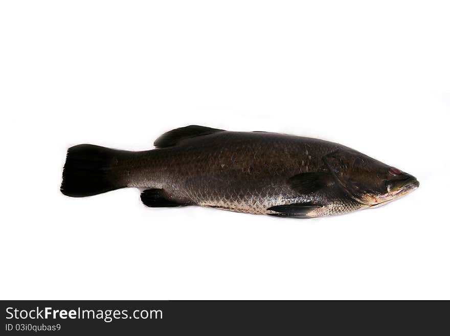 Barramundi fish