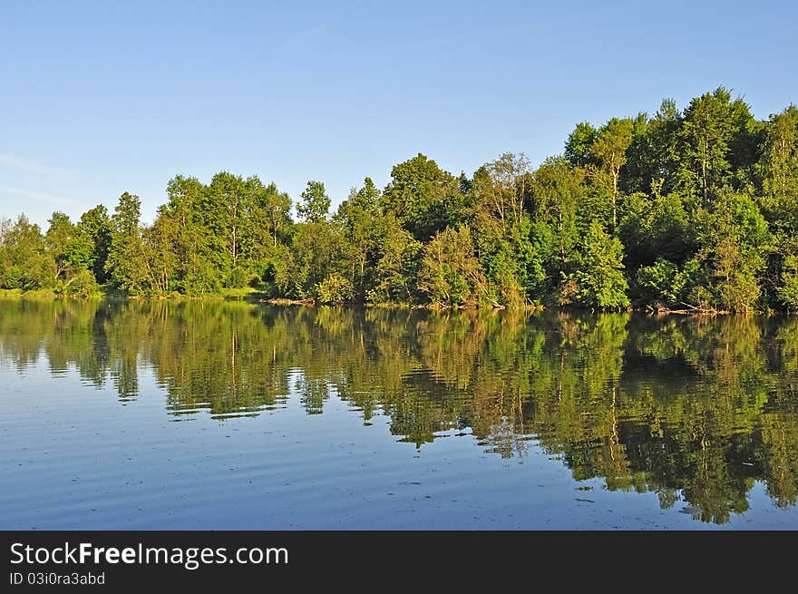 Trees on lake bank in the evening