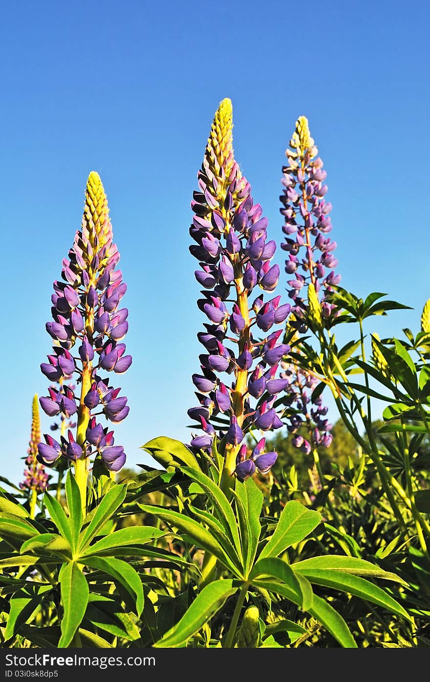 Three blooming lupines on blue sky background