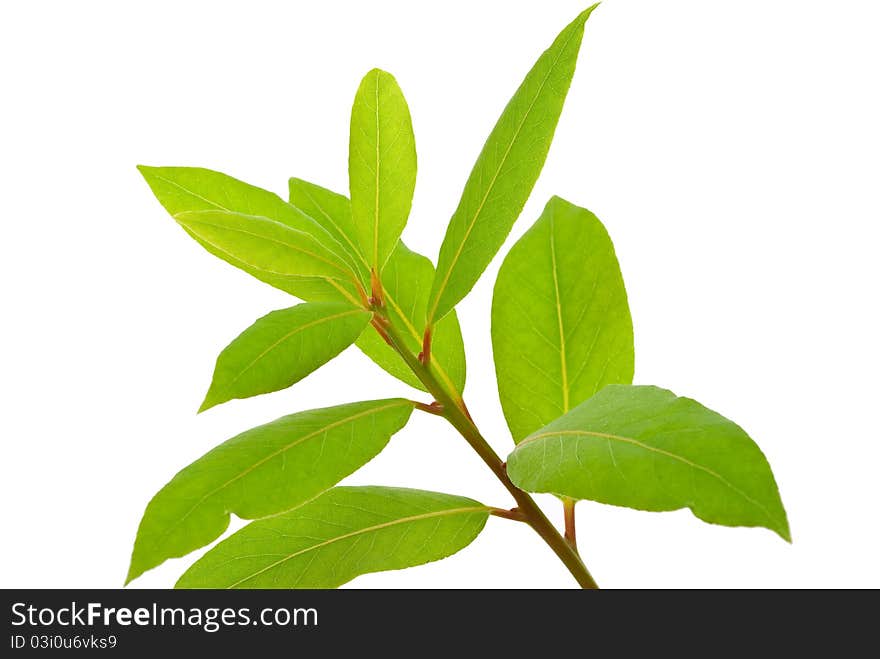 Small laurel tree on white