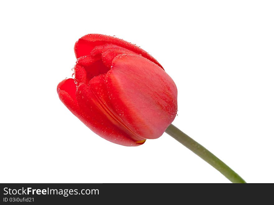 Red tulip on white background