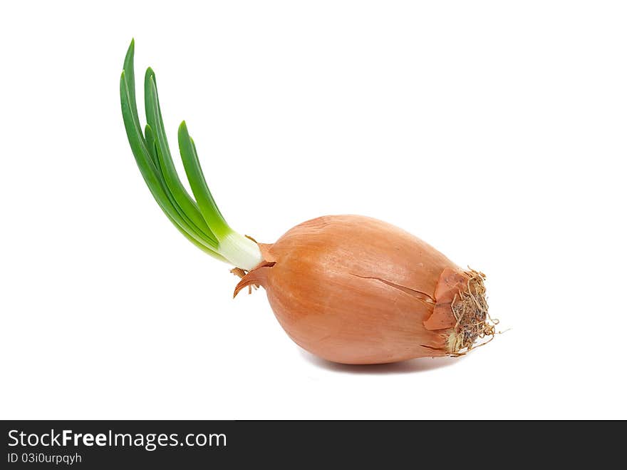 Onion with fresh green sprout