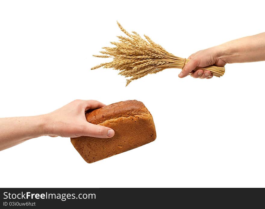 Hands hold bread and wheat ears on white