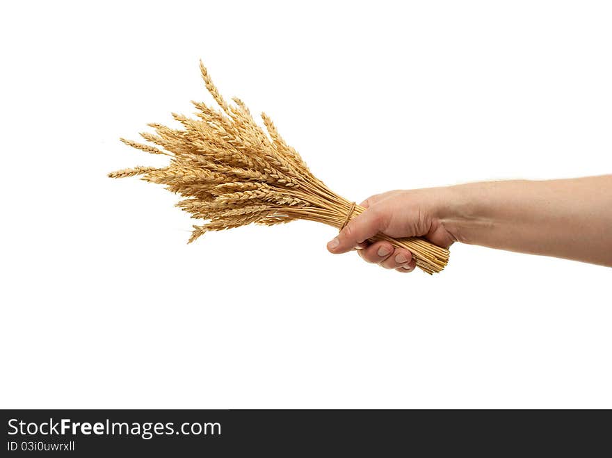 Hand hold wheat ears on white