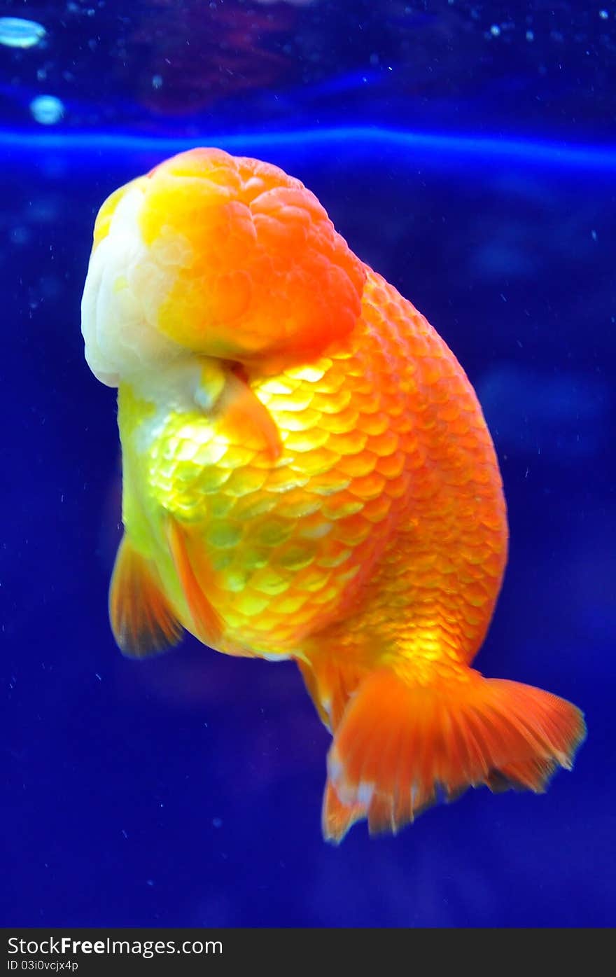 Ranchu Yellow Goldfish