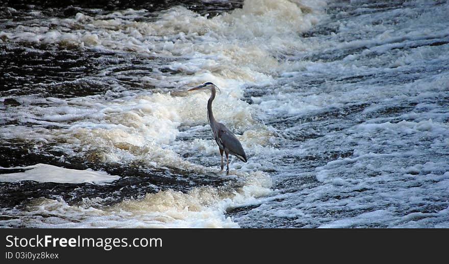 Blue heron