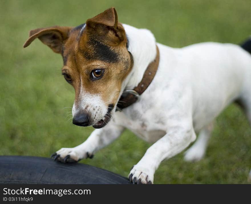 Cute jack russel dog