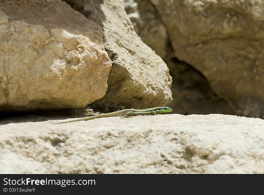 Lizard in Israel