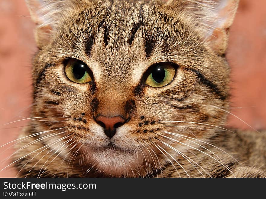 Tabby Cat Closeup. Cat with green wide eyes