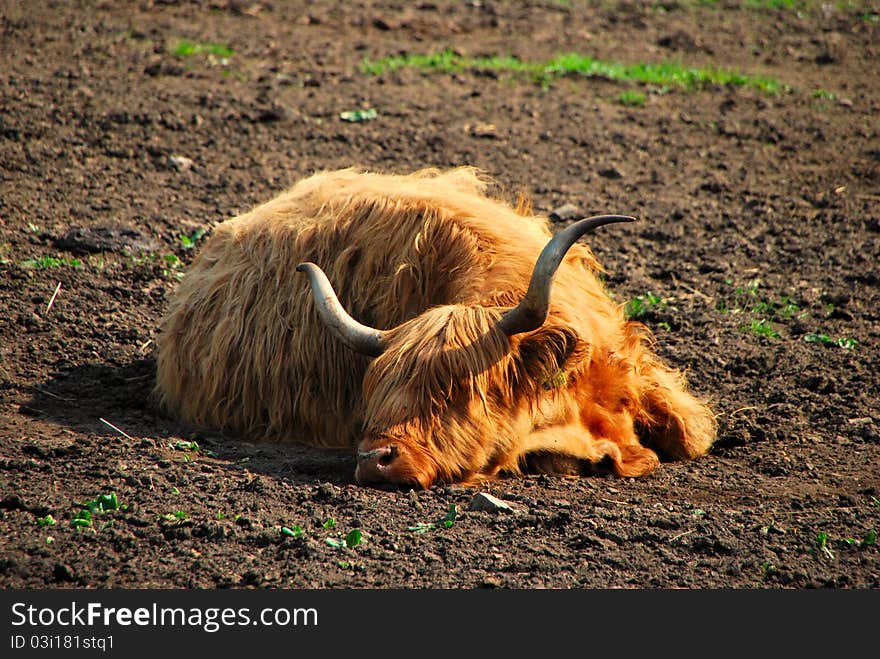 Highland beef is sleeping on the floor in the beautiful warm evening sun. Highland beef is sleeping on the floor in the beautiful warm evening sun