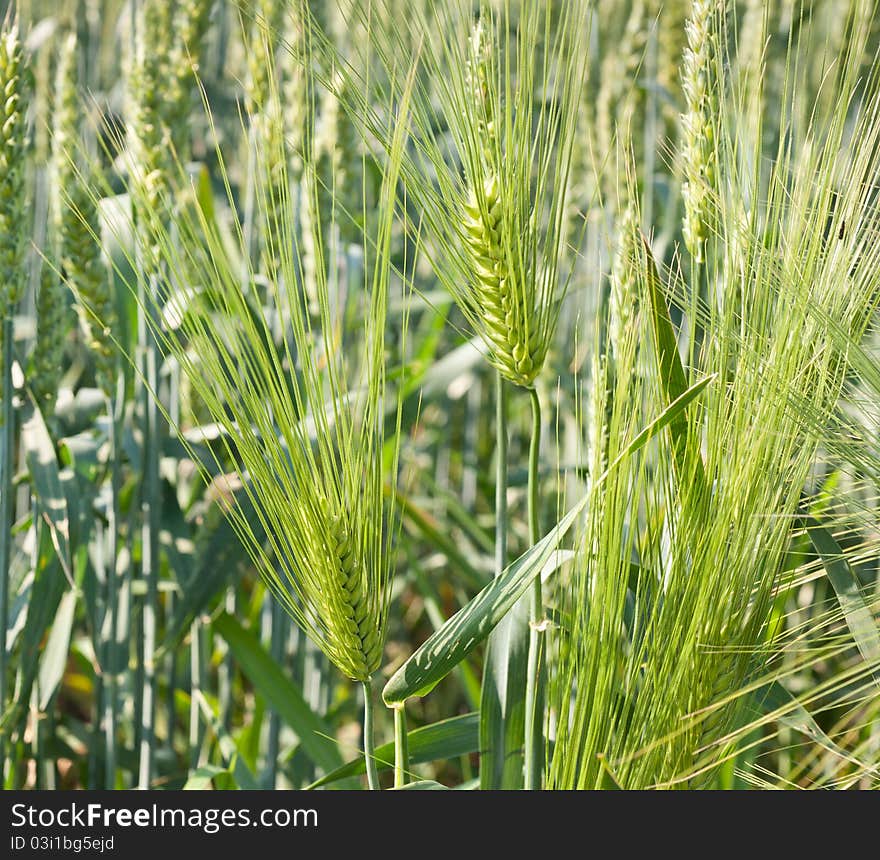 Fresh green wheat plants in spring