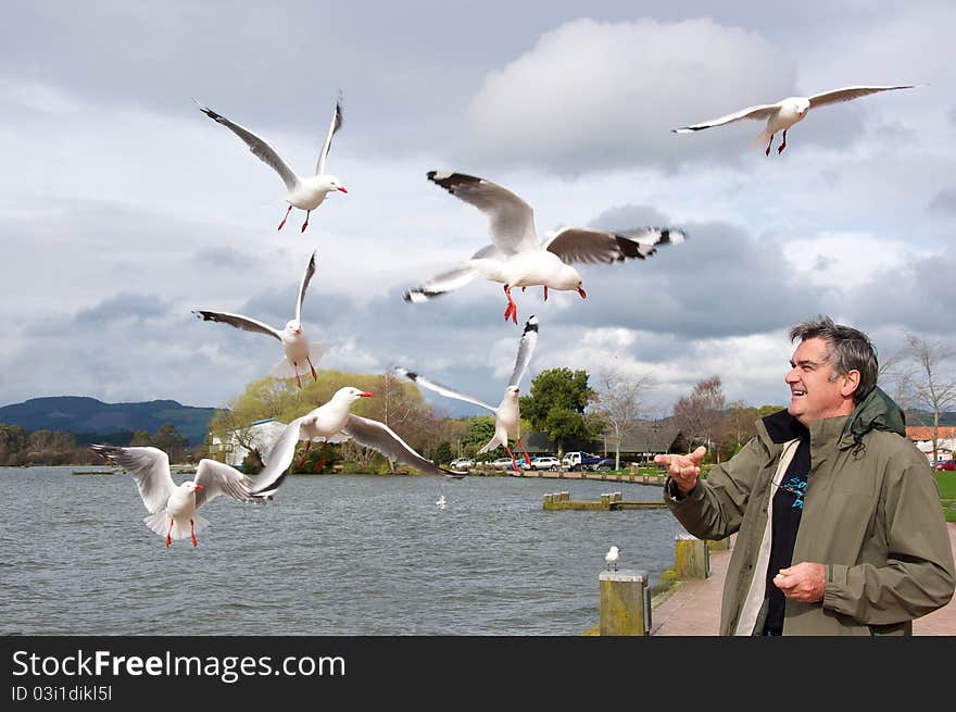 Man Feeding Gulls