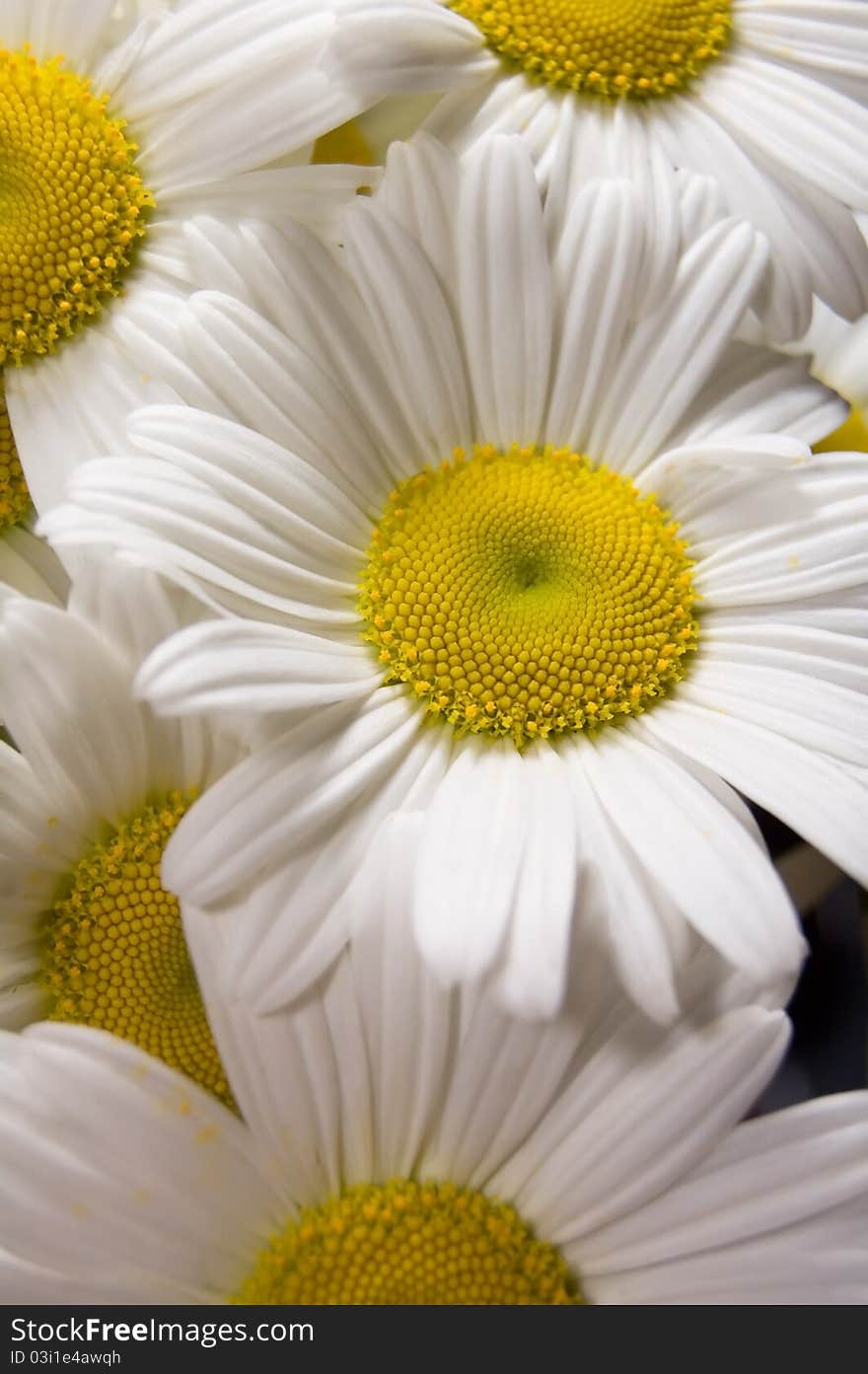 White Spring Daisywheels