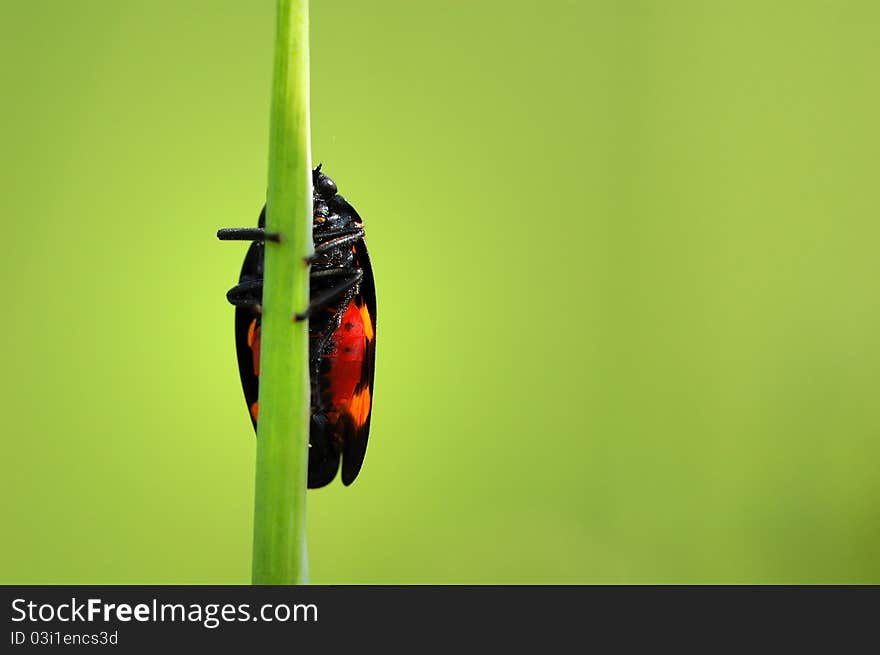 Beetle on  grass stalk