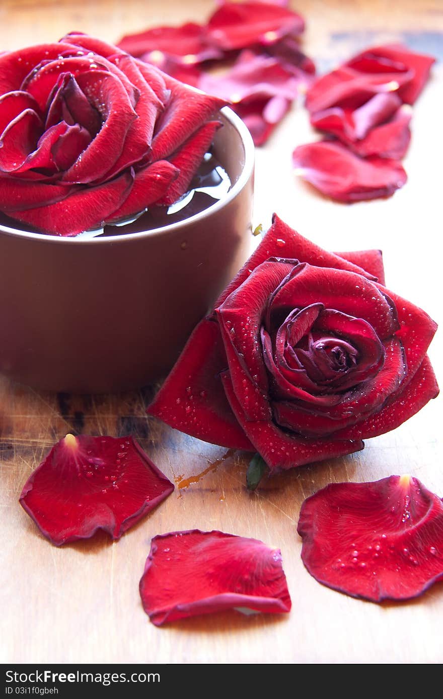 Rose in cup and petals