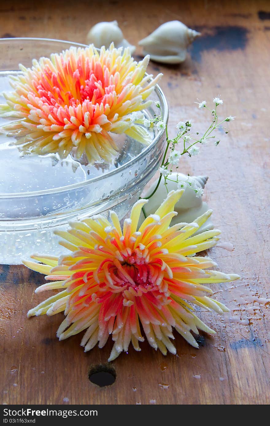 Chrysanthemums In Water