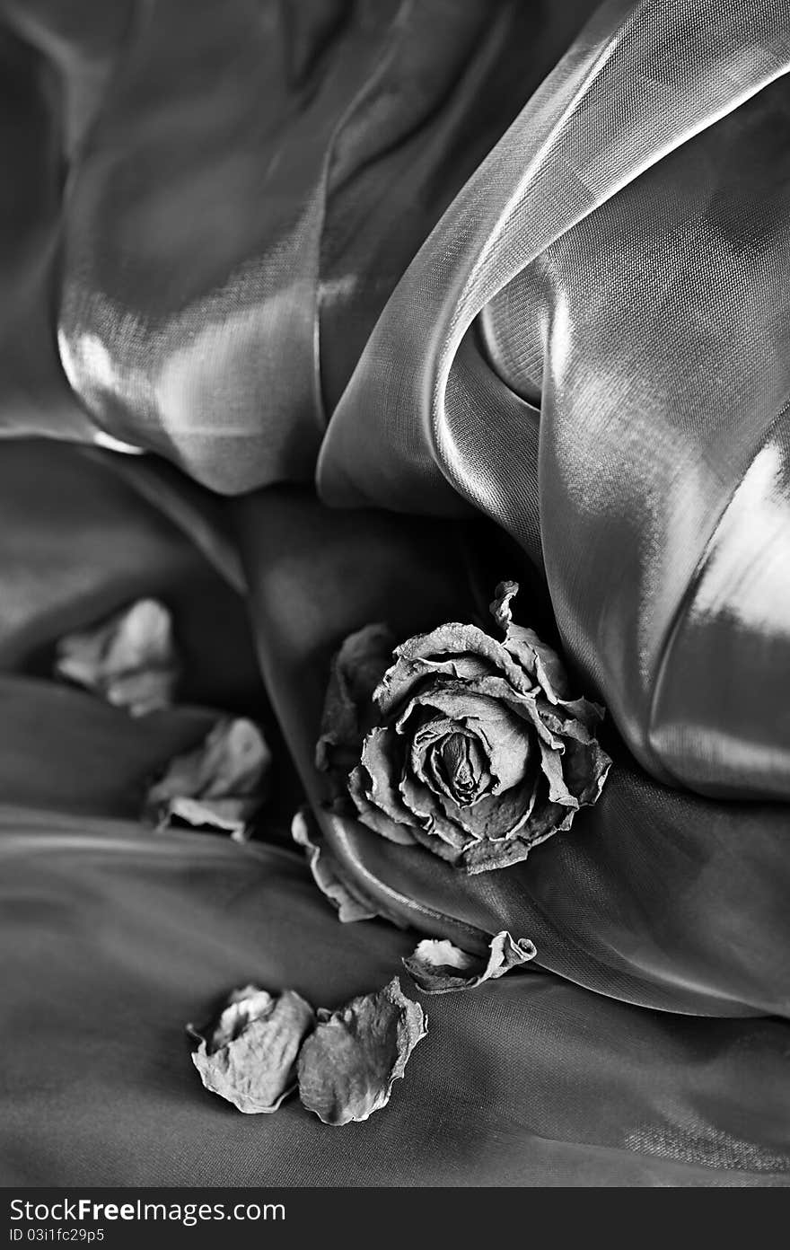 Vintage background: Dry rose on satin. Black and white image, shallow depth of field