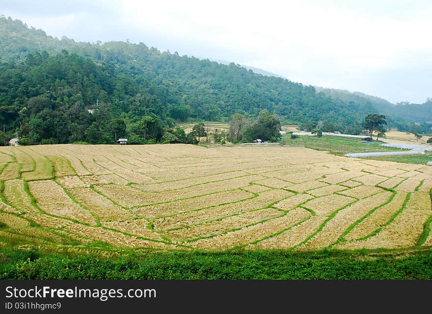 Rice Field in Northern Thailand