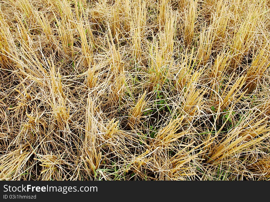 Rice Field