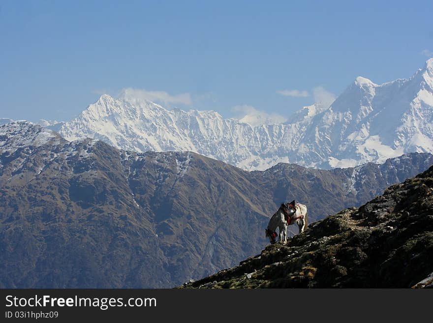 A little before the horse carried a person uphill on his back to Tunganath in Uttarakhand of India. It takes now full liberty to graze and rest before the beauty of himalayas. A little before the horse carried a person uphill on his back to Tunganath in Uttarakhand of India. It takes now full liberty to graze and rest before the beauty of himalayas