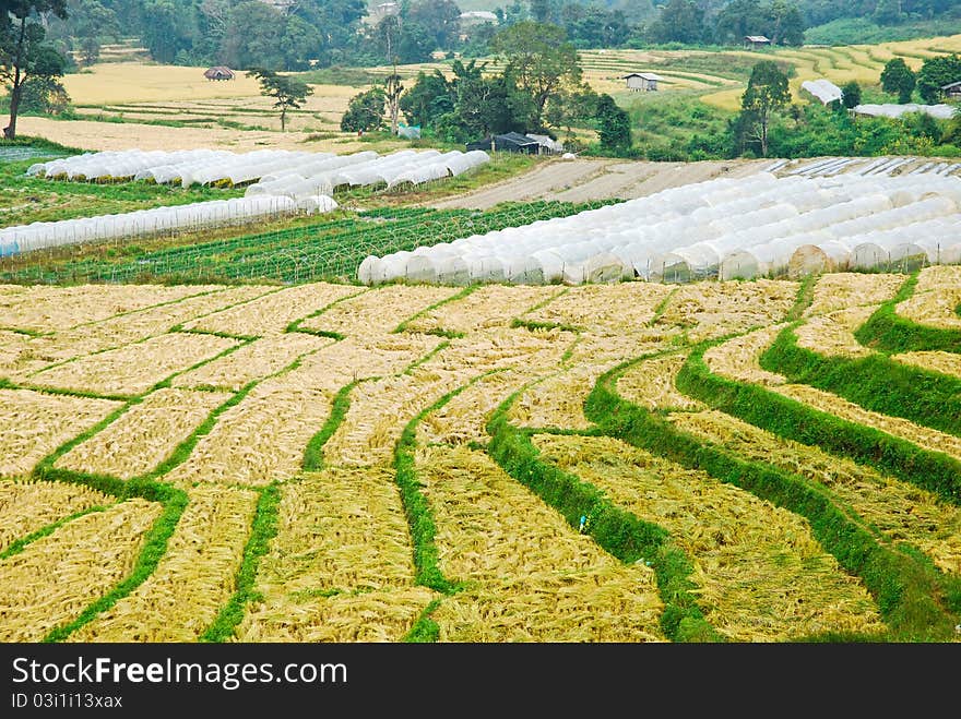 Rice Field in Northern Thailand