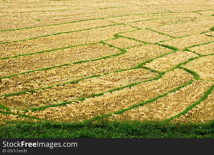 Rice Field in Northern Thailand