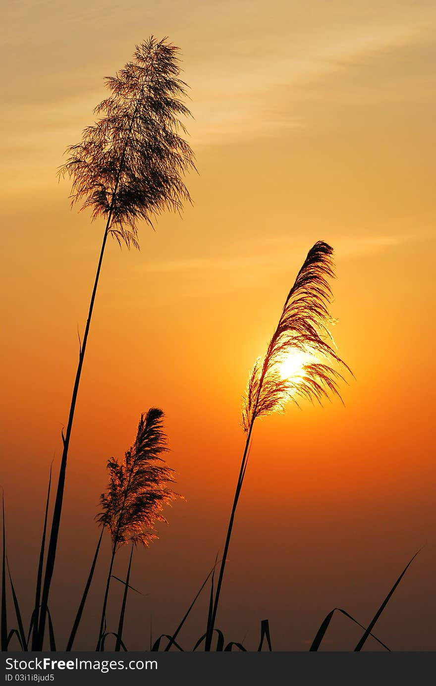 Silhouettes of grass