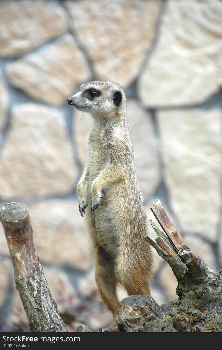 Meerkat