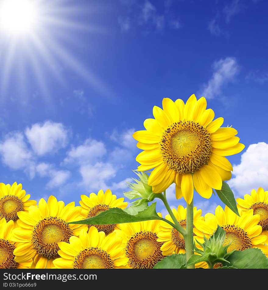 Summer sun over the sunflower field