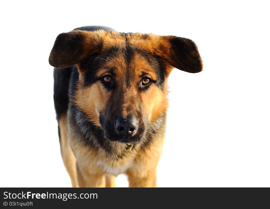 Dog portrait isolated on white background