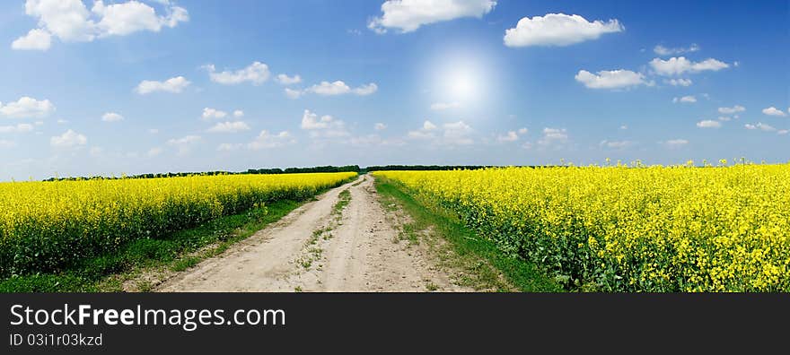 Amazing yellow field of rapeseeds and the blue sky