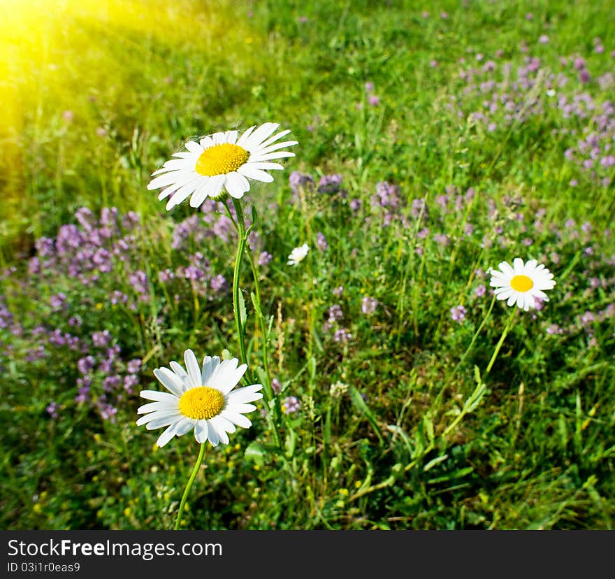 Camomiles And Sunset In The Steppe.