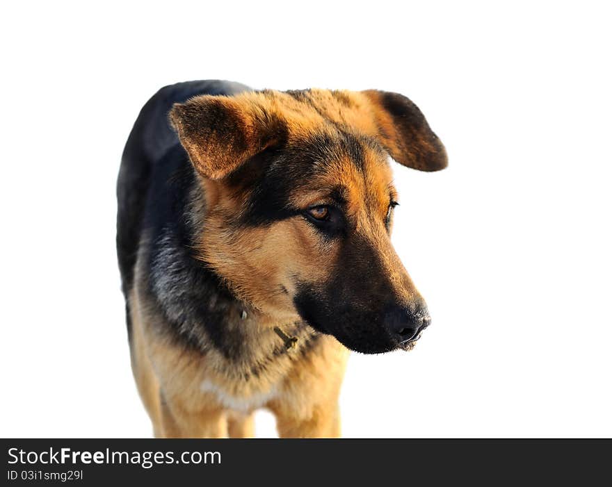 Dog portrait isolated on white background