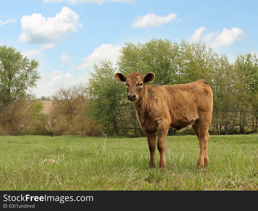 Brown Calf