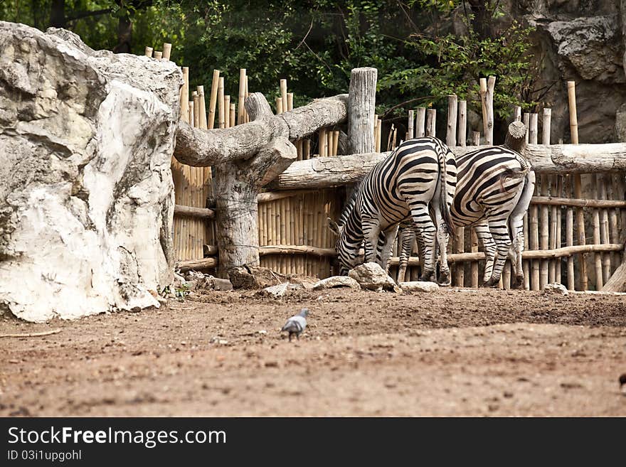 Twin Zebra