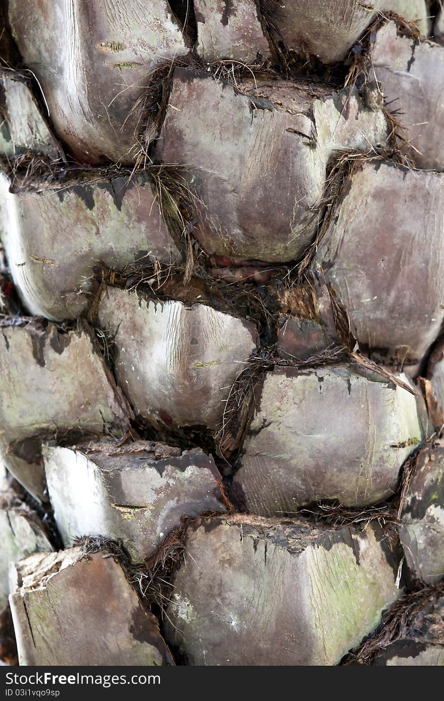 A close-up shot of the deep texture of the bark of a palm tree. A close-up shot of the deep texture of the bark of a palm tree.