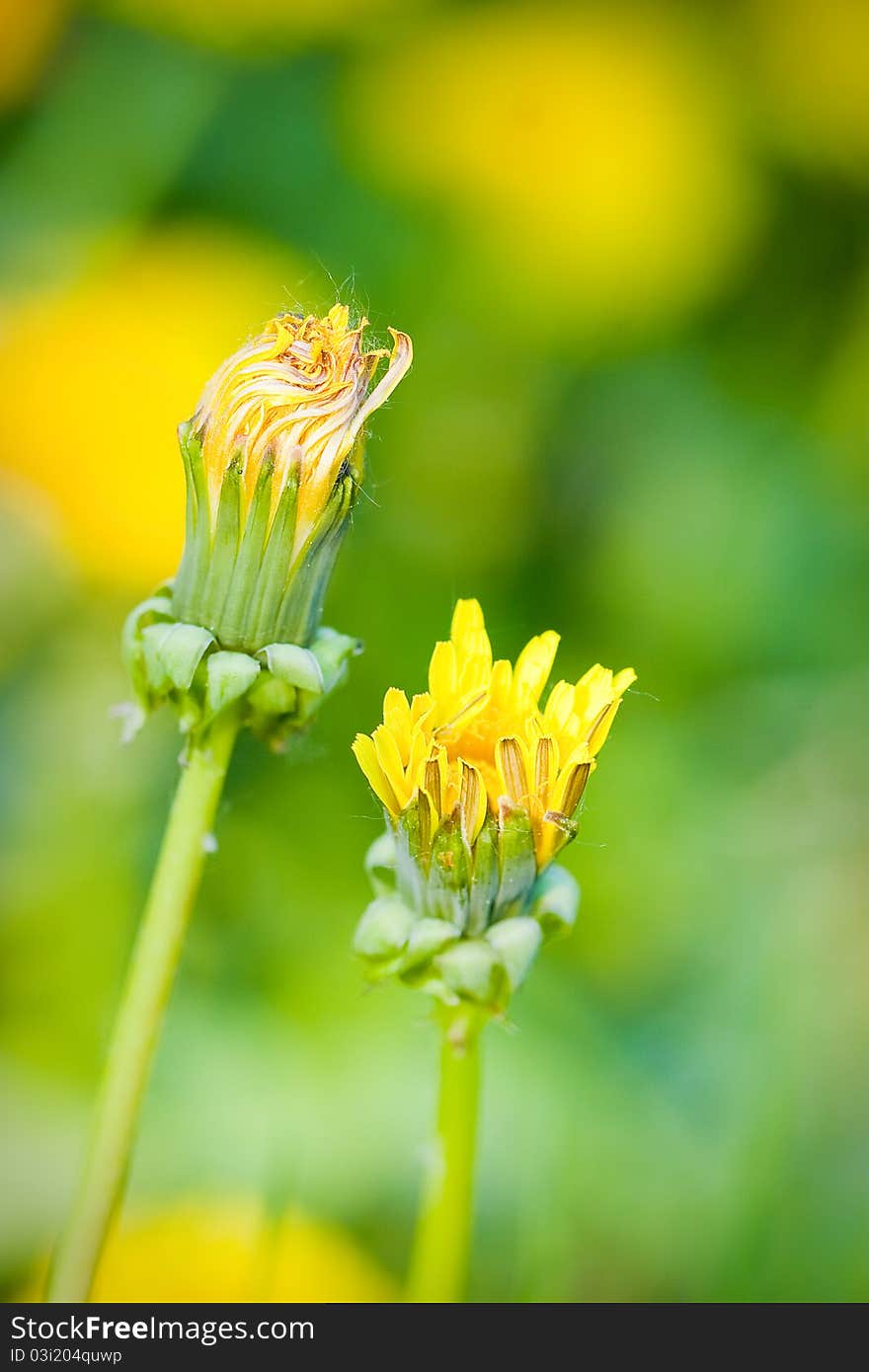 Yellow dandelion in a meadow