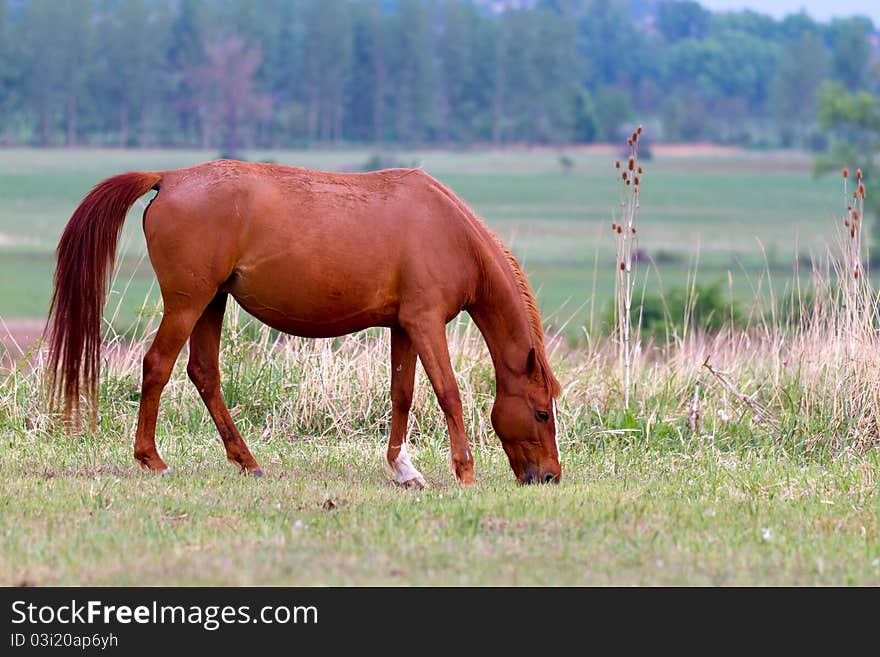 Beautiful young brown horse grazing in the meadow