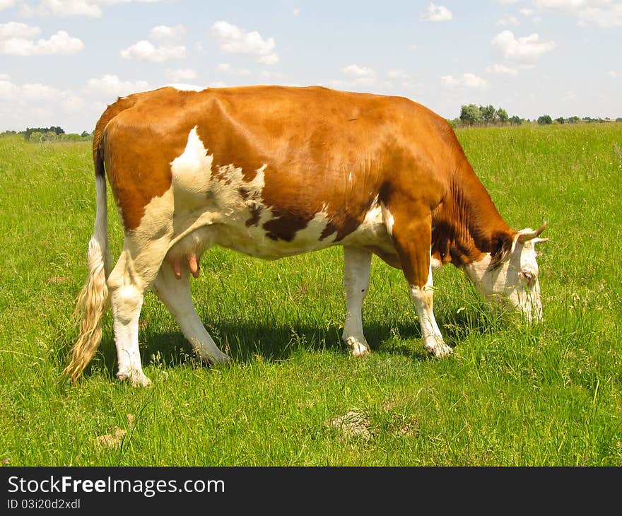 The cow is on pasture. She plucks and eats grass. The cow is on pasture. She plucks and eats grass.