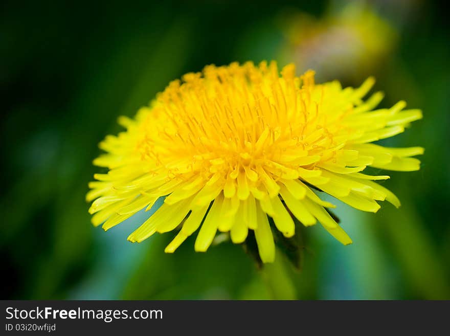 Yellow dandelion in a meadow